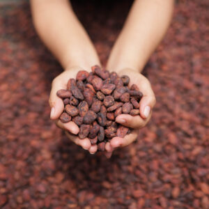 CACAO BEANS カカオ豆（未焙煎1kg）  バリアブンタウ・ダクラク・ベンチェの農園直送！ - ダクラク